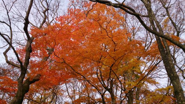 紅葉