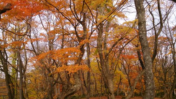 紅葉