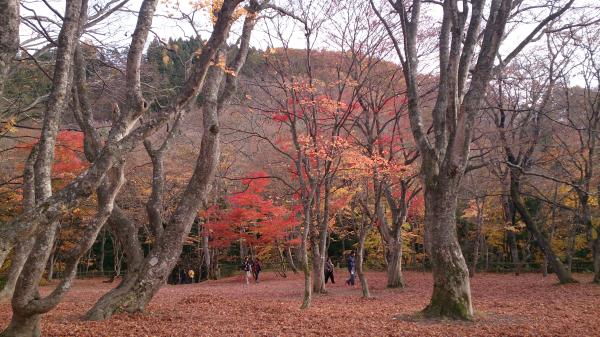 紅葉