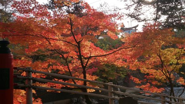 紅葉