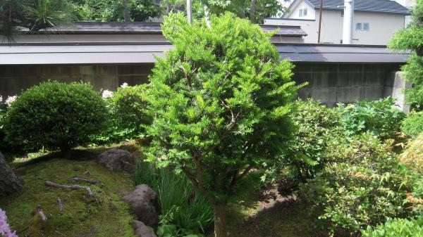 庭木の剪定